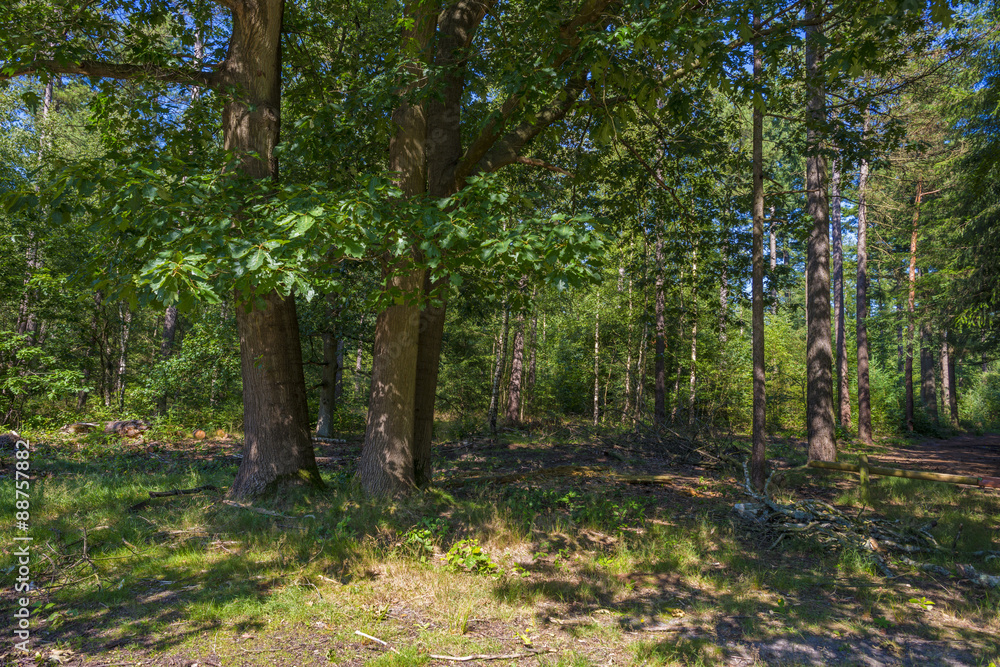 Path through a forest in sunlight in summer Path through a forest in sunlight in summer