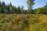 Clearing with blooming heather in a pine forest 