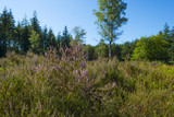Clearing with blooming heather in a pine forest 