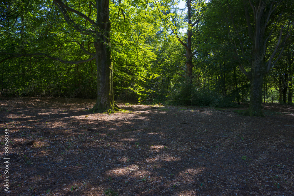 Naklejka premium Foliage of a beech forest in sunlight in summer
