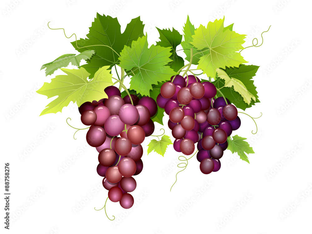 Three bunches of grapes hanging