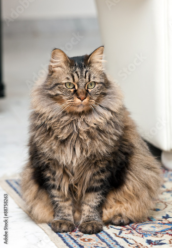 Fototapeta Naklejka Na Ścianę i Meble -  Beautiful kitten. Maine coon.