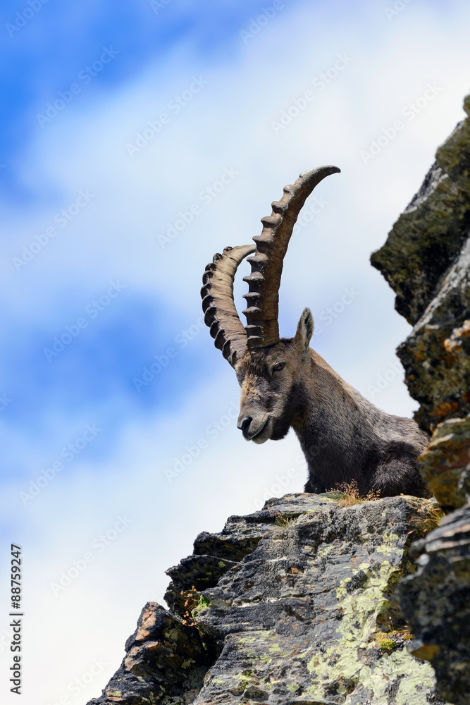 Stambecco al Colle del Leone - Monte Cervino - Capra ibex Stambecco al Colle del Leone - Monte Cervino - Capra ibex