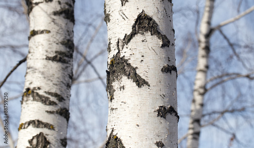birch trunk in nature