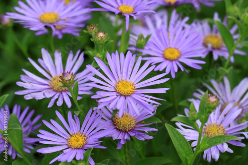 Fototapeta Naklejka Na Ścianę i Meble -  Blue Aster flowers