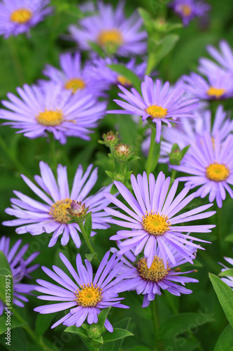 Fototapeta Naklejka Na Ścianę i Meble -  Aster Kalimeris incisa 'Blue Star'