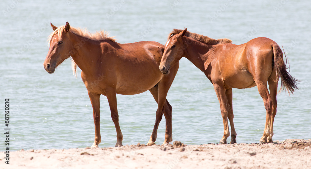 two horses on the nature two horses on the nature