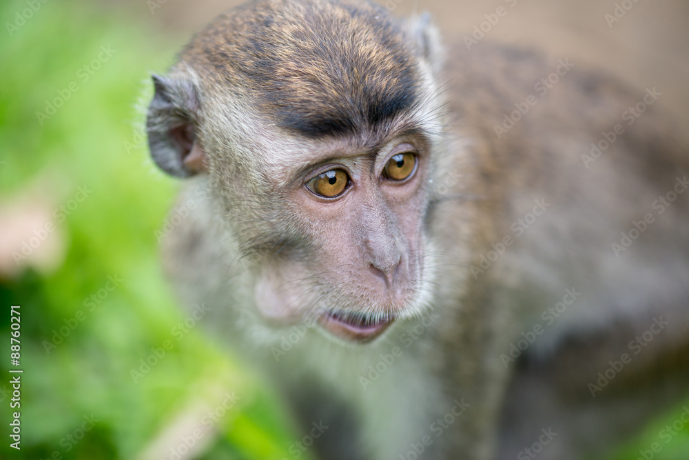 Obraz premium Macaque, Borneo, Malaysia