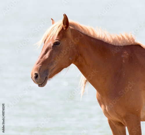 horse on nature