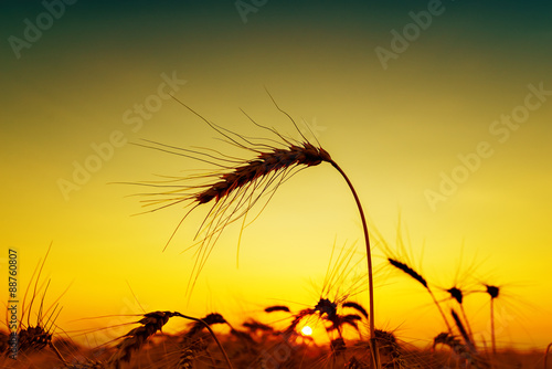 sunset on field. silhouette of barley