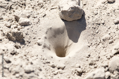 insect traps in the sand photo