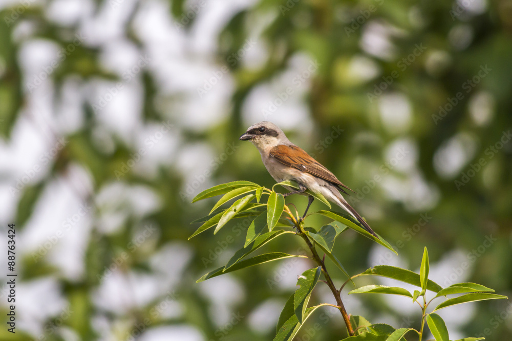 Fototapeta premium Neuntöter (Lanius collurio)