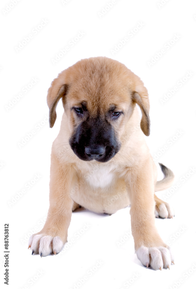 Puppy of the Spanish mastiff isolated on a white background