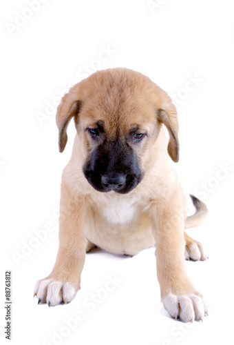 Puppy of the Spanish mastiff isolated on a white background