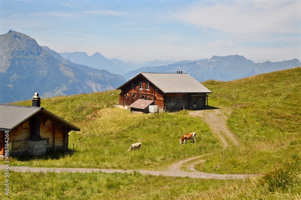 Alphütten im Berner Oberland mit Kühen