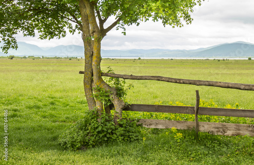 spleted tree as part ofb rown aged wooden fence photo