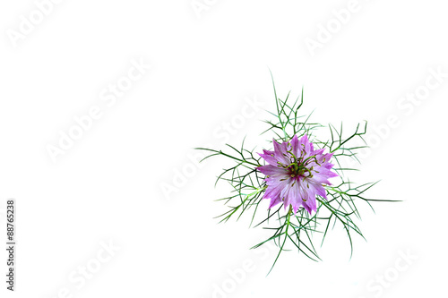 Mothers Day flower isolated on white background with copy space
