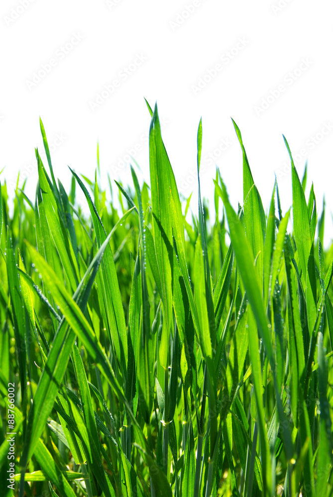  green lawn