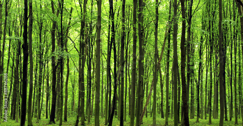 green forest