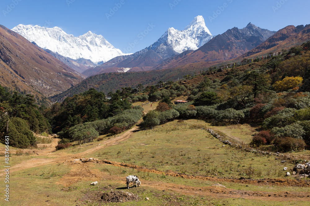 Calf feeds pastures in front Ama Dablam mountain peak. Nepal.