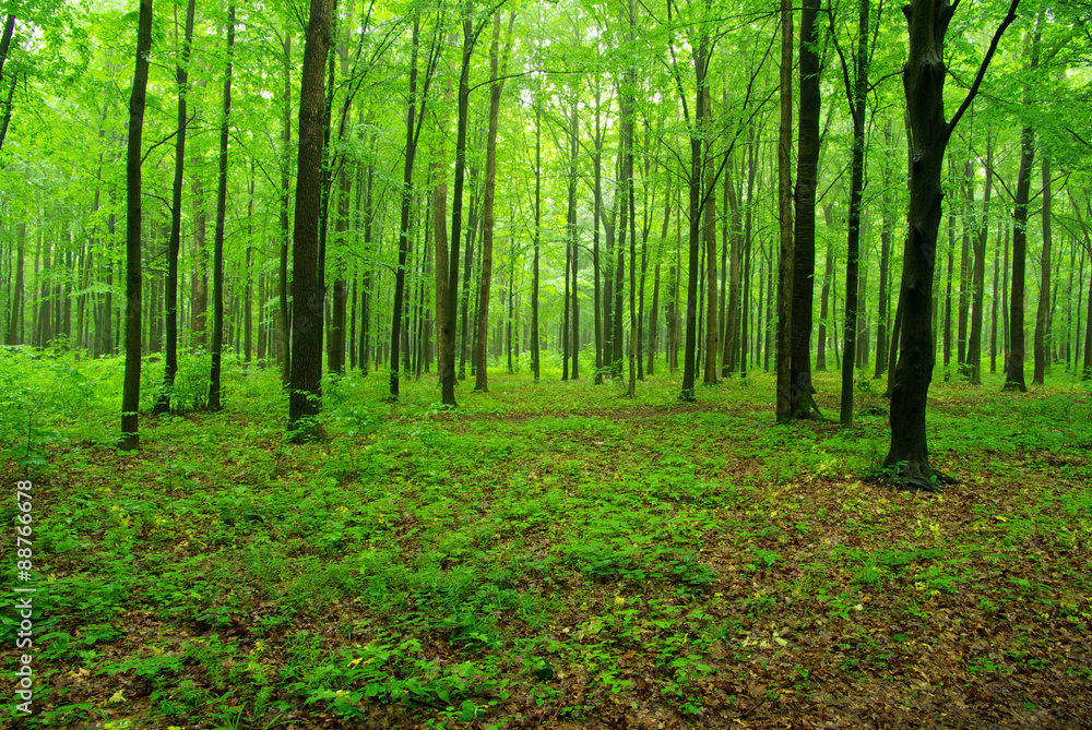 Obraz premium forest