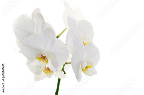  orchids flower