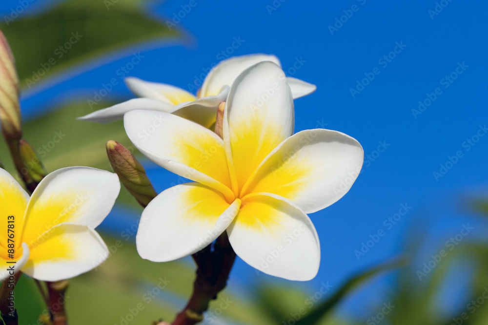 Fototapeta premium plumeria flowers