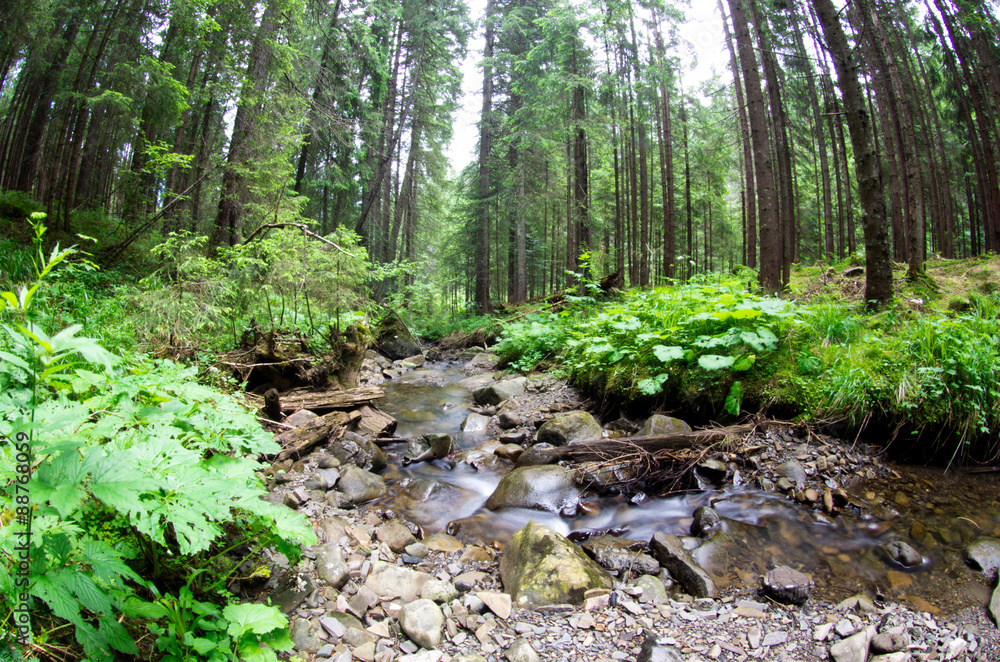 green forest green forest