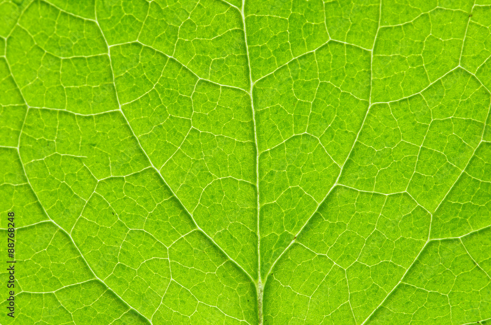 leaf leaf