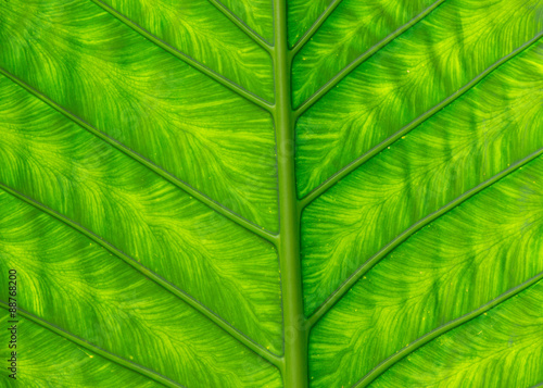 green leaf