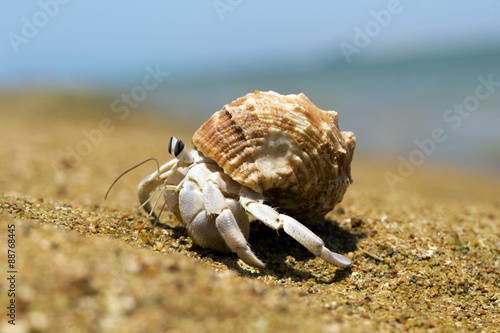  Crab