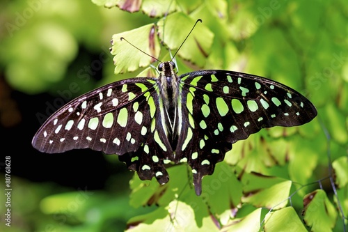 tailed jay butterfly, Graphium agamemnon