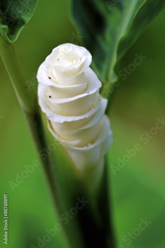 Calathea warscewiczii  flower blooming photo