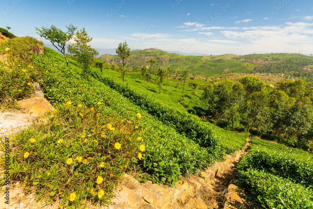 Naklejka premium Tea plantation green landscape in Sri Lanka