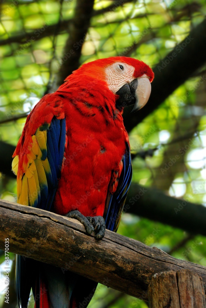 Obraz premium Ara, red parrot