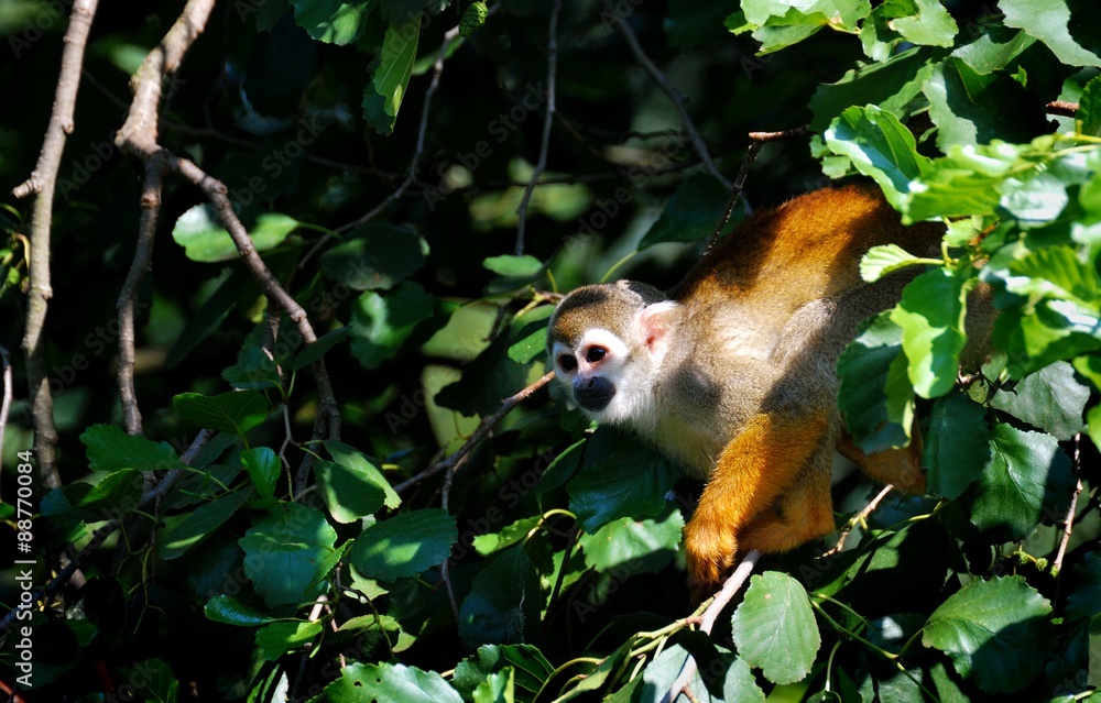Obraz premium Squirrel Monkey