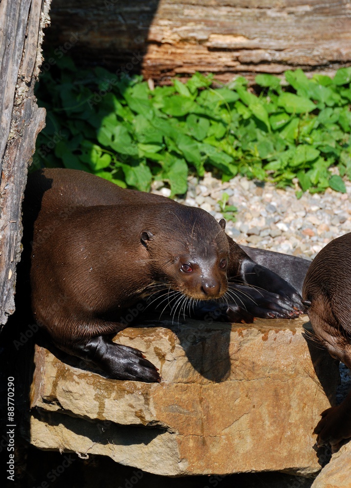 Obraz premium Sea Lion