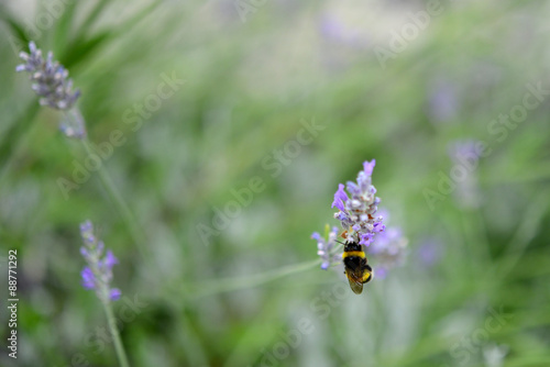 Lavendel