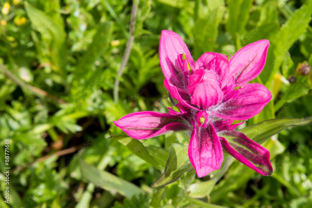 Top view of a red Indian Paintbrush wildflower Top view of a red Indian Paintbrush wildflower