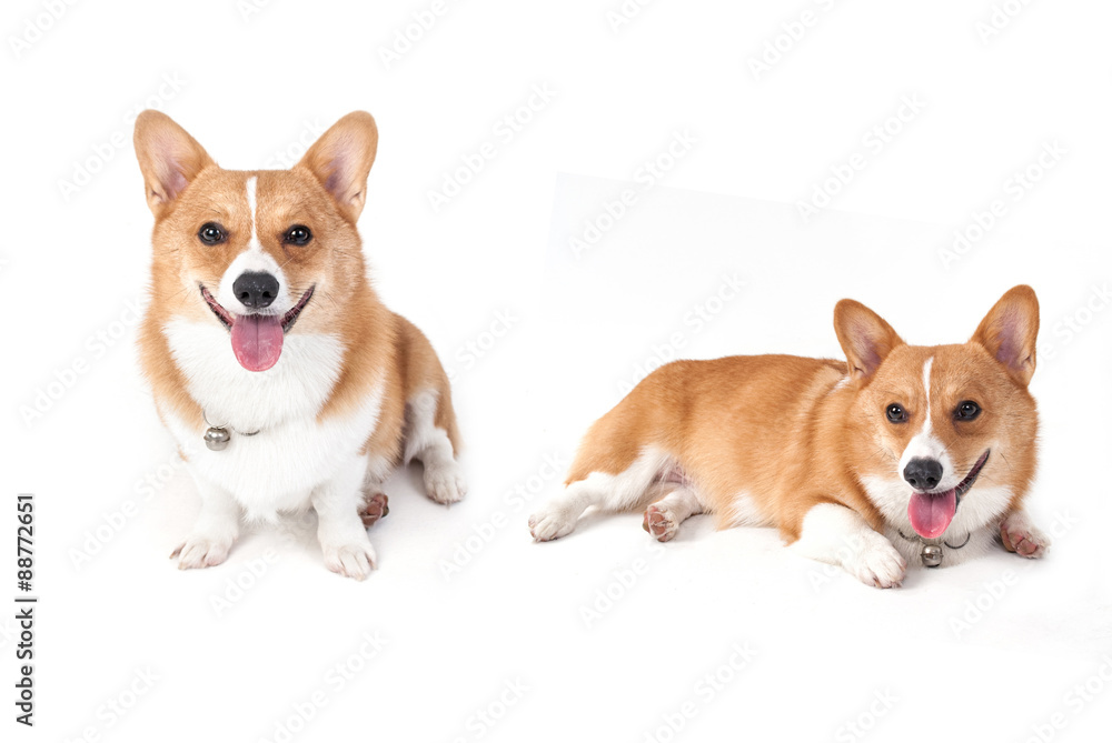 corgi dog