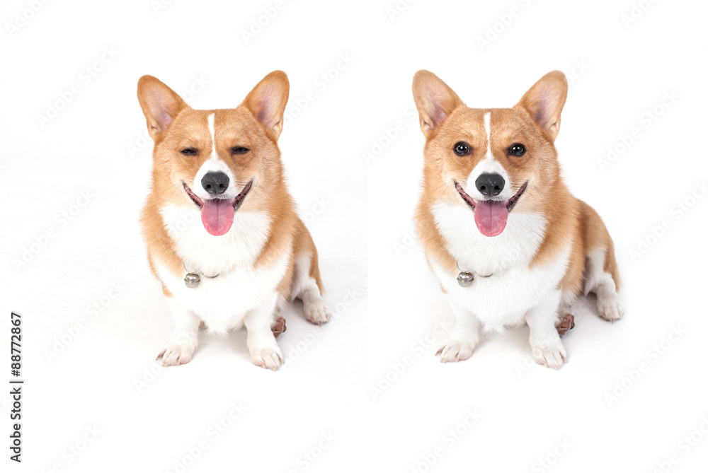 corgi dog corgi dog