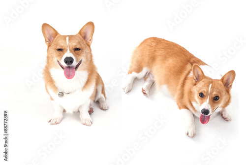 corgi dog