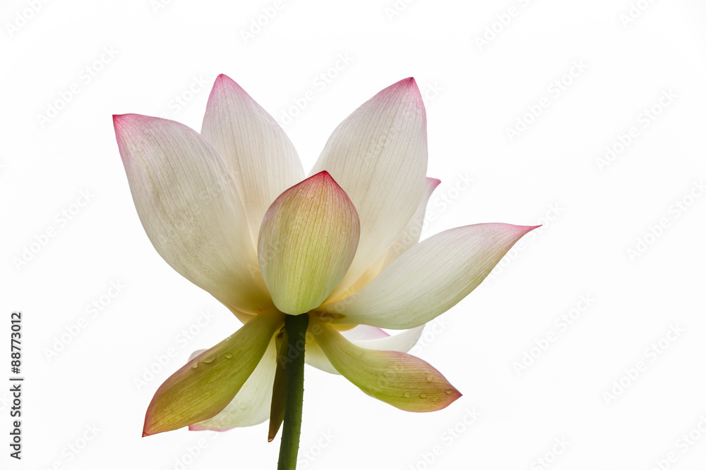 Lotus  blooming in the white background