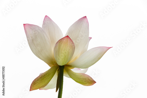 Lotus blooming in the white background