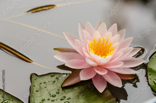 Beautiful waterlily or lotus flower blooming in the pond