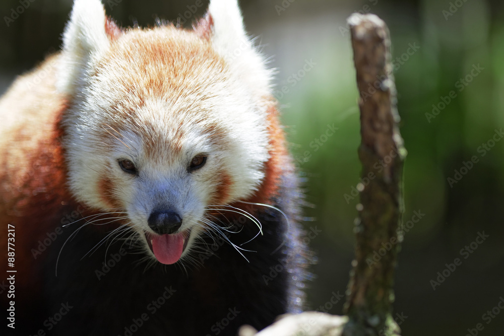 Obraz premium Red Panda.