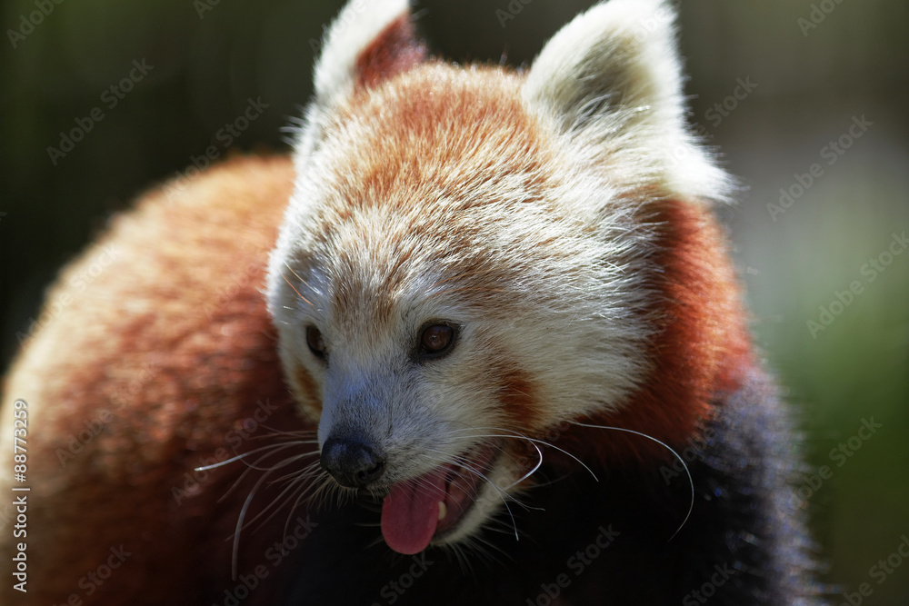 Obraz premium Red Panda.