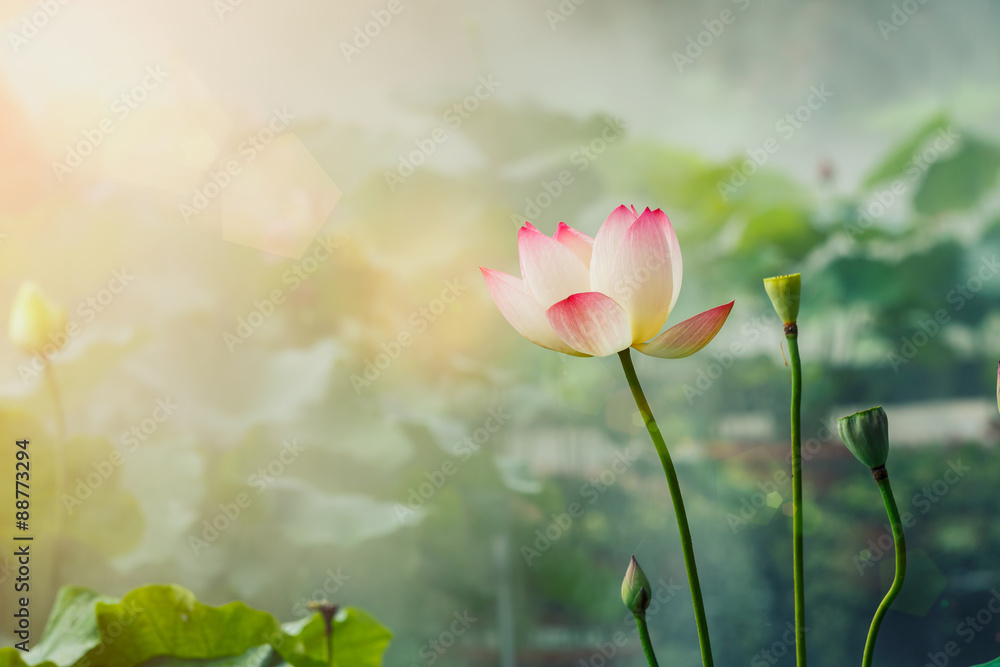 The beautiful pond lotus in foggy weather The beautiful pond lotus in foggy weather