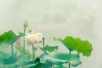 Papier peint photo Fleur de lotus Lotus dans étang brumeux matinal  © ABCDstock