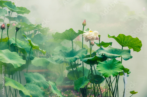 The beautiful pond lotus in foggy weather